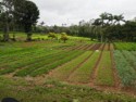 Cultivated rows